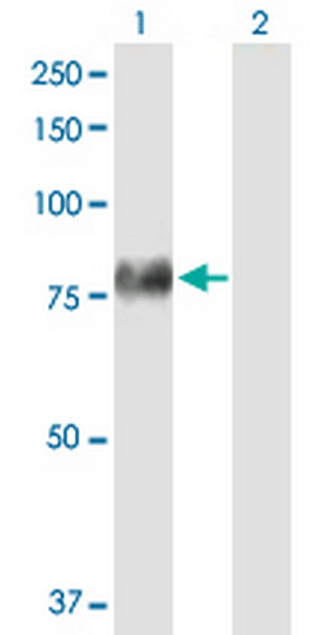 F2 Antibody in Western Blot (WB)