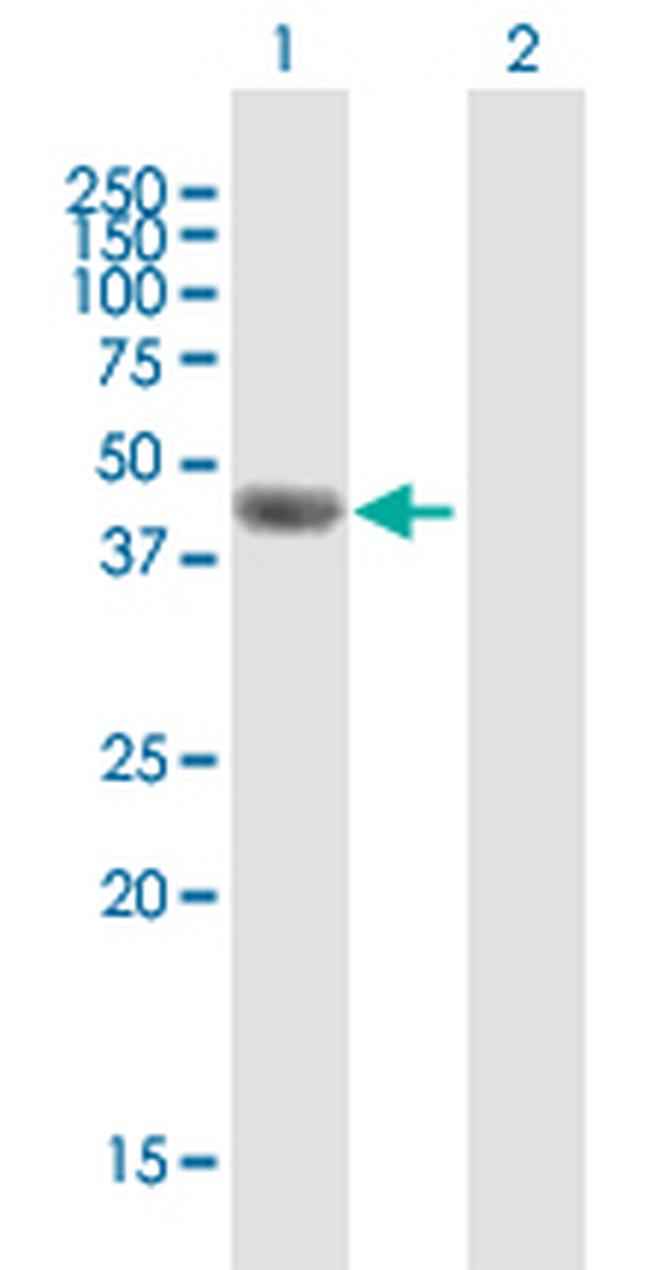 F7 Antibody in Western Blot (WB)