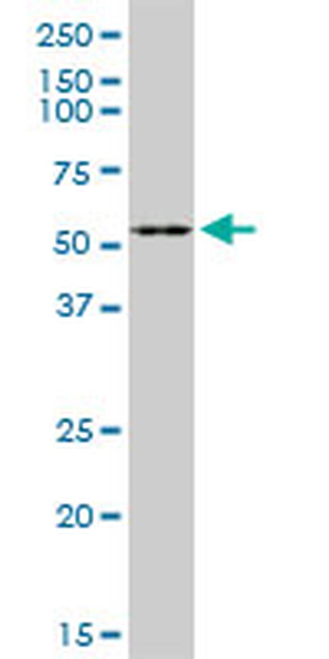 F7 Antibody in Western Blot (WB)