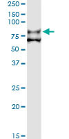 F11 Antibody in Immunoprecipitation (IP)