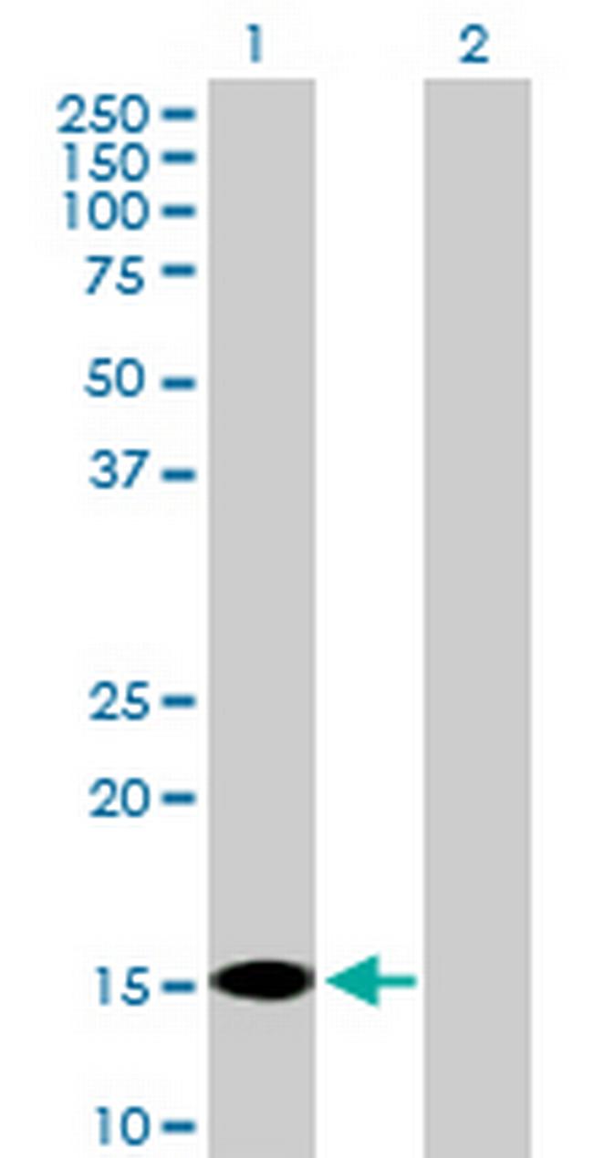 FABP7 Antibody in Western Blot (WB)