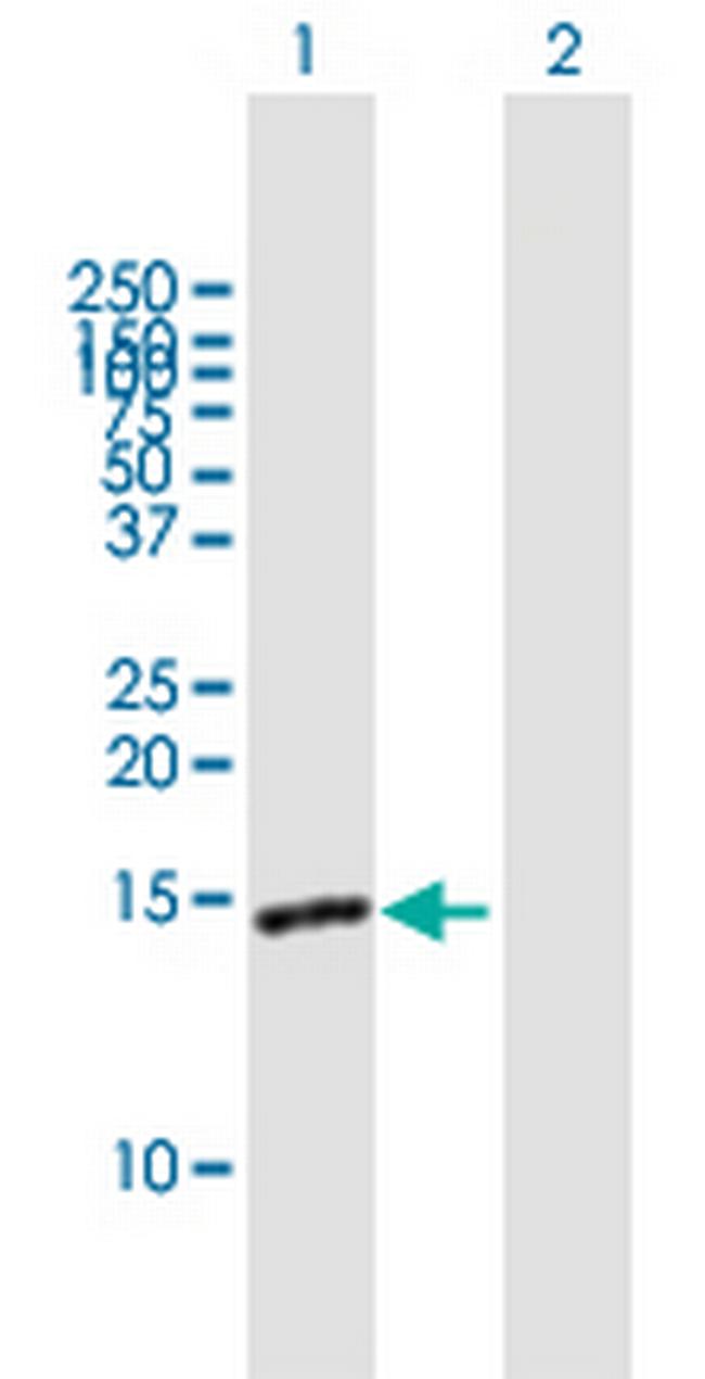 FABP7 Antibody in Western Blot (WB)