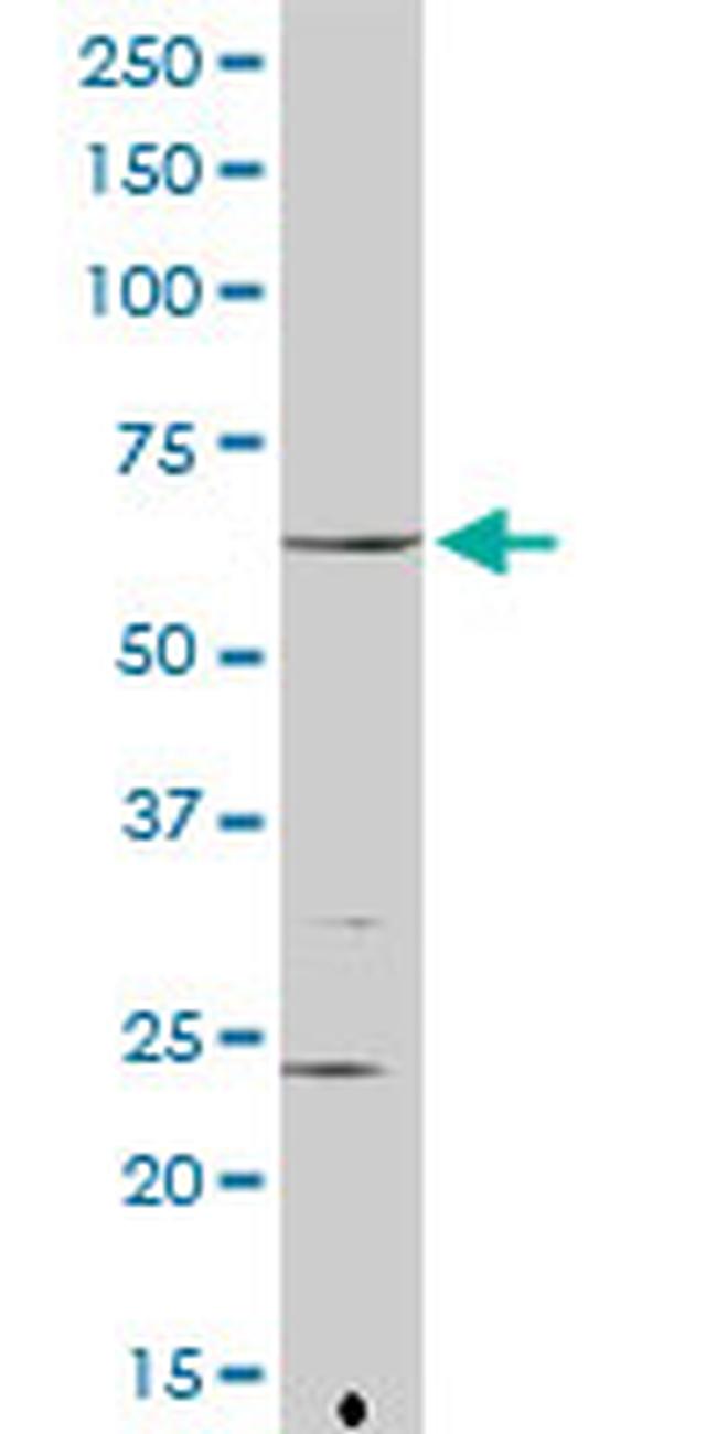 FANCG Antibody in Western Blot (WB)