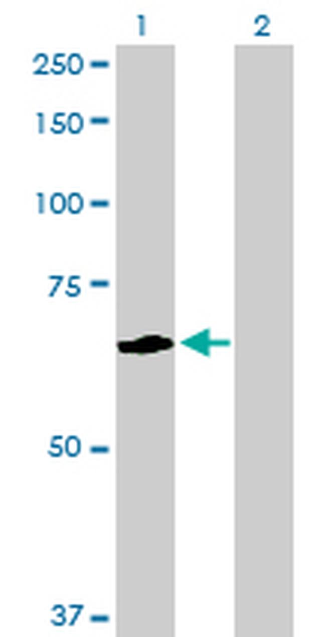 FANCG Antibody in Western Blot (WB)