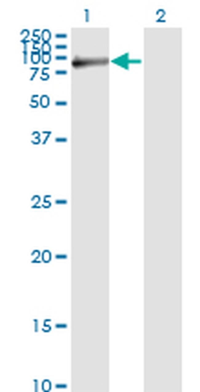 FBLN1 Antibody in Western Blot (WB)