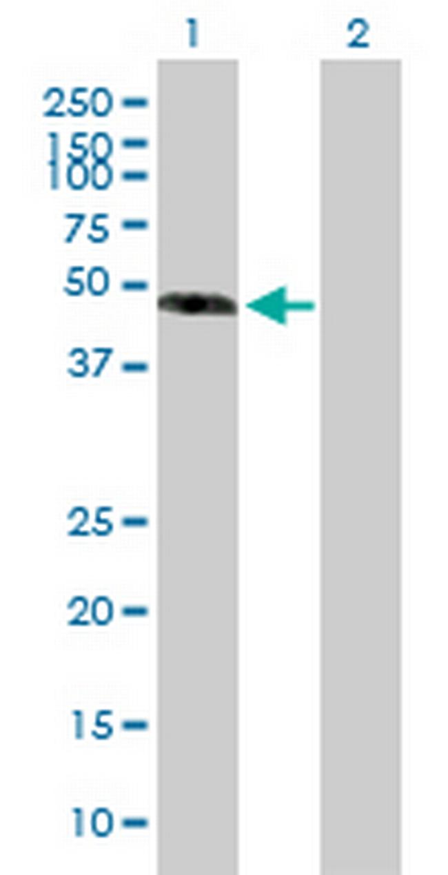 EFEMP1 Antibody in Western Blot (WB)