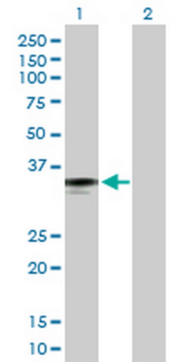 FCN2 Antibody in Western Blot (WB)