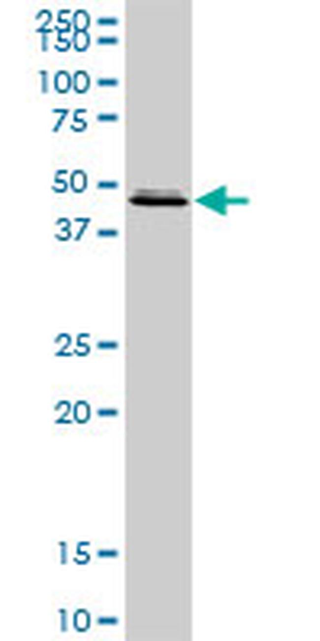 FEN1 Antibody in Western Blot (WB)