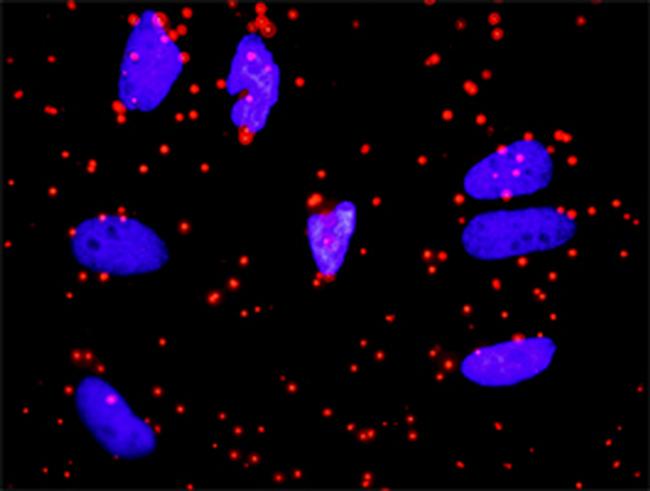 FGA Antibody in Proximity Ligation Assay (PLA) (PLA)