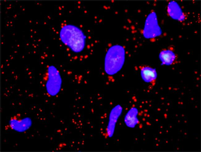 FGF1 Antibody in Proximity Ligation Assay (PLA) (PLA)