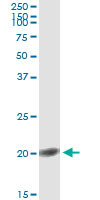 FGF1 Antibody in Immunoprecipitation (IP)