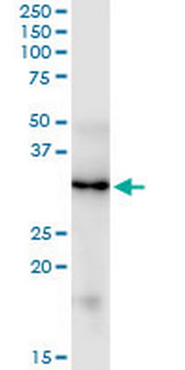 FGF5 Antibody in Western Blot (WB)