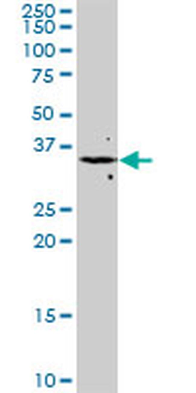 FGF8 Antibody in Western Blot (WB)