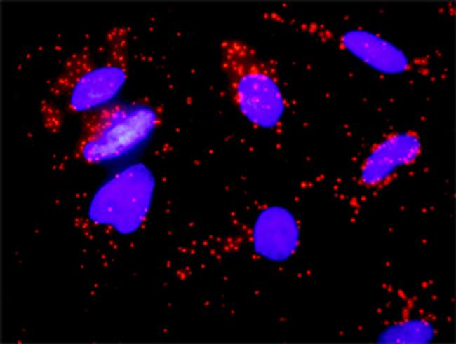 FGF8 Antibody in Proximity Ligation Assay (PLA) (PLA)