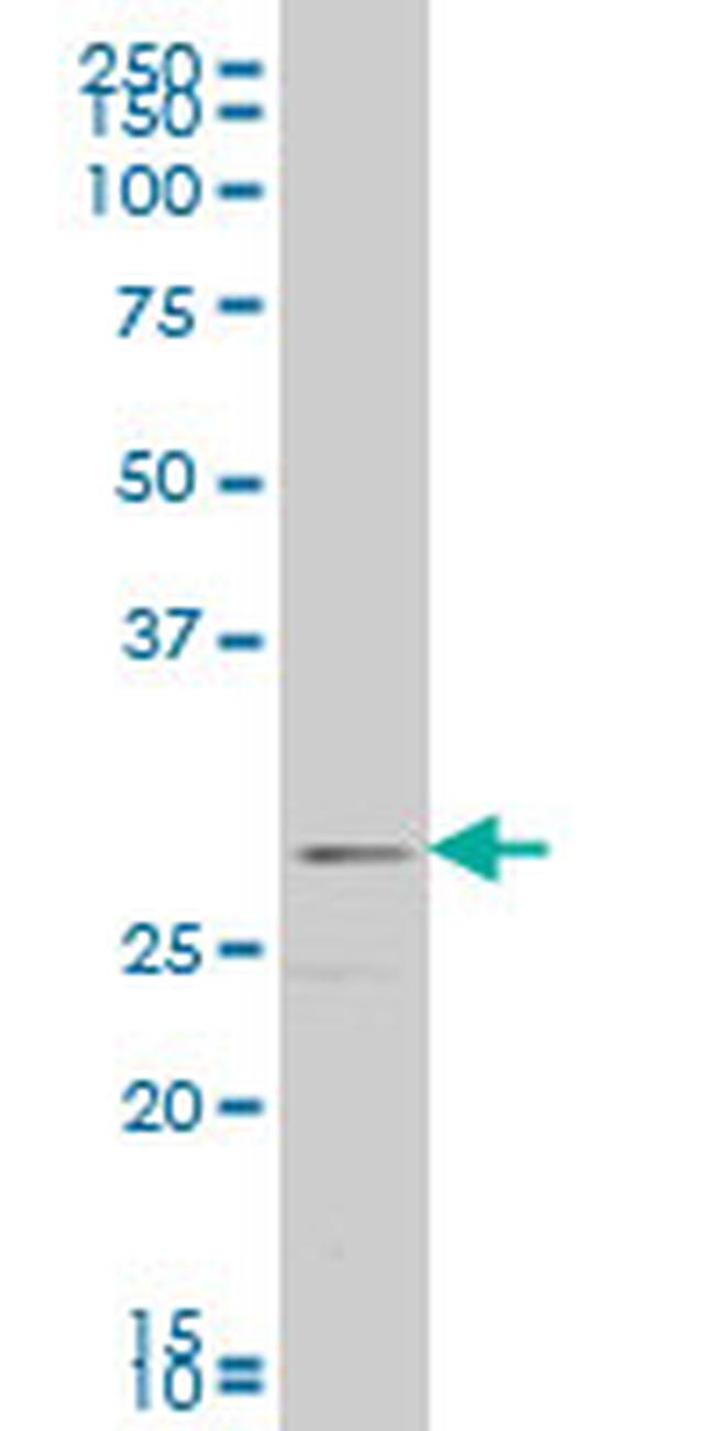 FGF8 Antibody in Western Blot (WB)