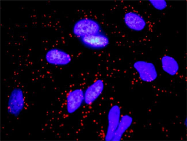 FGF10 Antibody in Proximity Ligation Assay (PLA) (PLA)