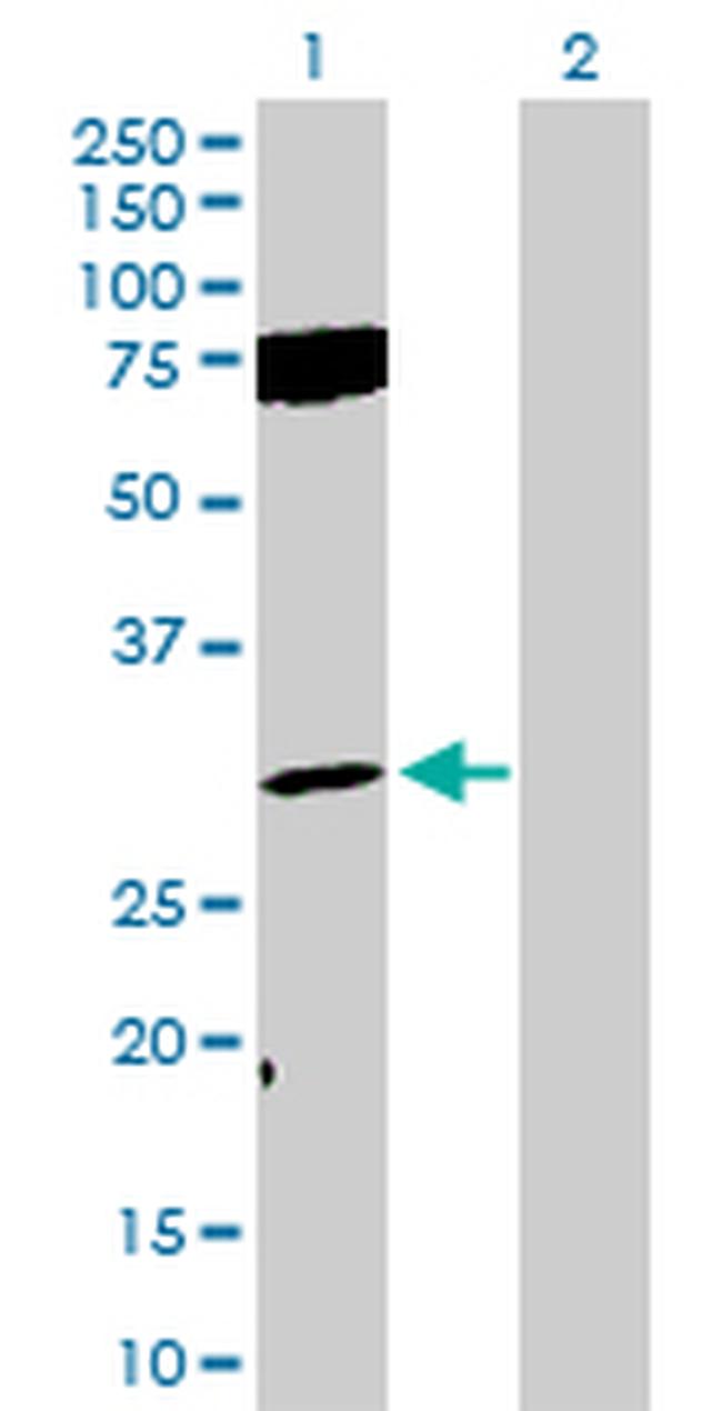 FGF12 Antibody in Western Blot (WB)