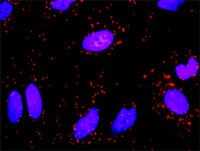 FGG Antibody in Proximity Ligation Assay (PLA) (PLA)