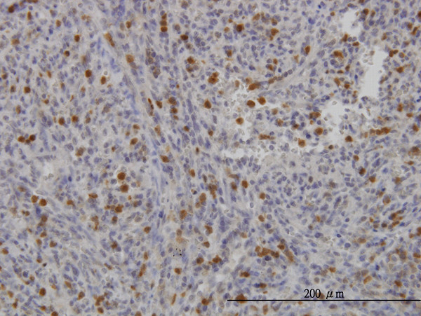 FGR Antibody in Immunohistochemistry (Paraffin) (IHC (P))