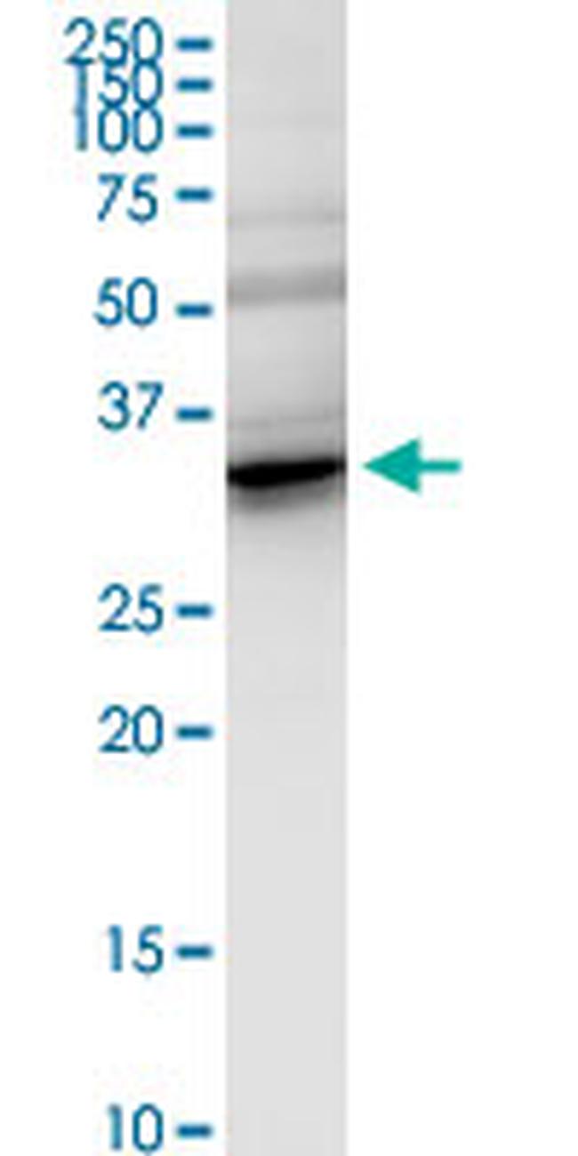 FHL2 Antibody in Western Blot (WB)