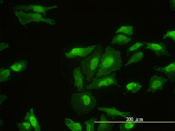 FHL2 Antibody in Immunocytochemistry (ICC/IF)