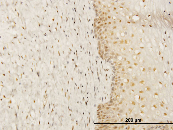 FKBP4 Antibody in Immunohistochemistry (Paraffin) (IHC (P))