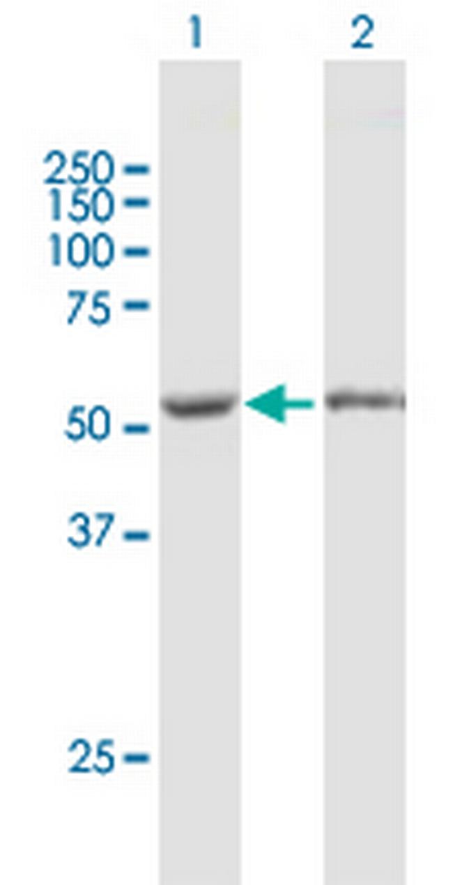 FKBP5 Antibody in Western Blot (WB)