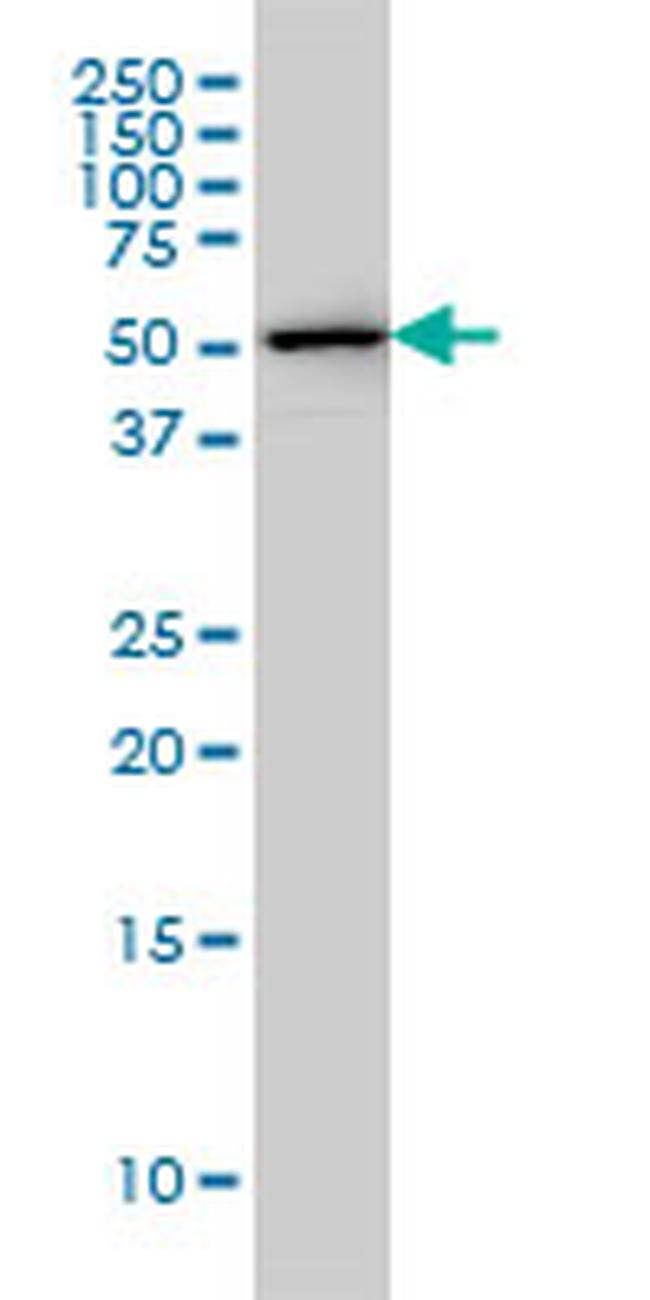 FKBP5 Antibody in Western Blot (WB)