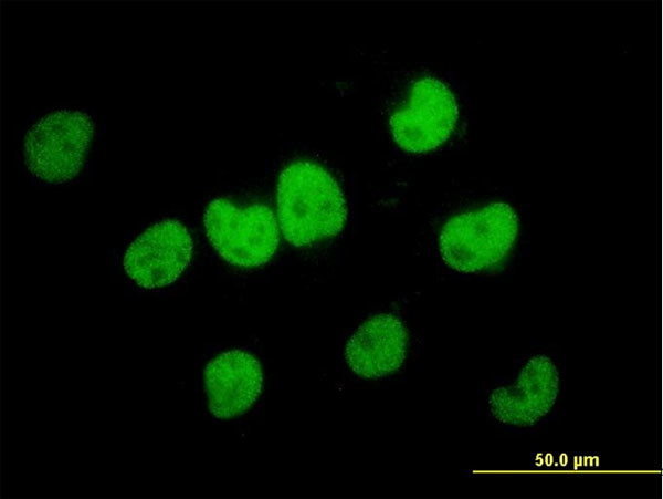 FKBP5 Antibody in Immunocytochemistry (ICC/IF)