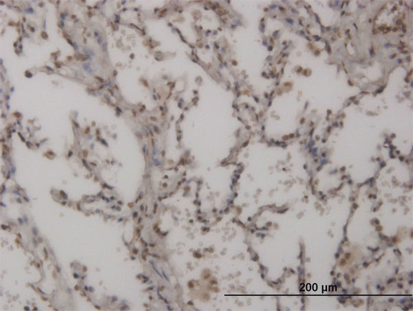 FOXL1 Antibody in Immunohistochemistry (Paraffin) (IHC (P))