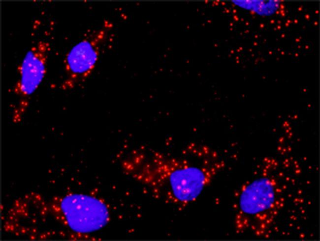 FOXO1A Antibody in Proximity Ligation Assay (PLA) (PLA)