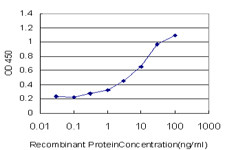 FOXO3A Antibody in ELISA (ELISA)