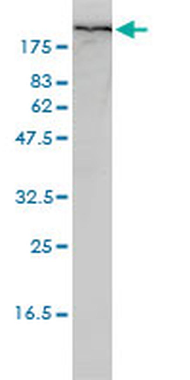 FLNA Antibody in Western Blot (WB)