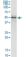 FLOT2 Antibody in Immunoprecipitation (IP)