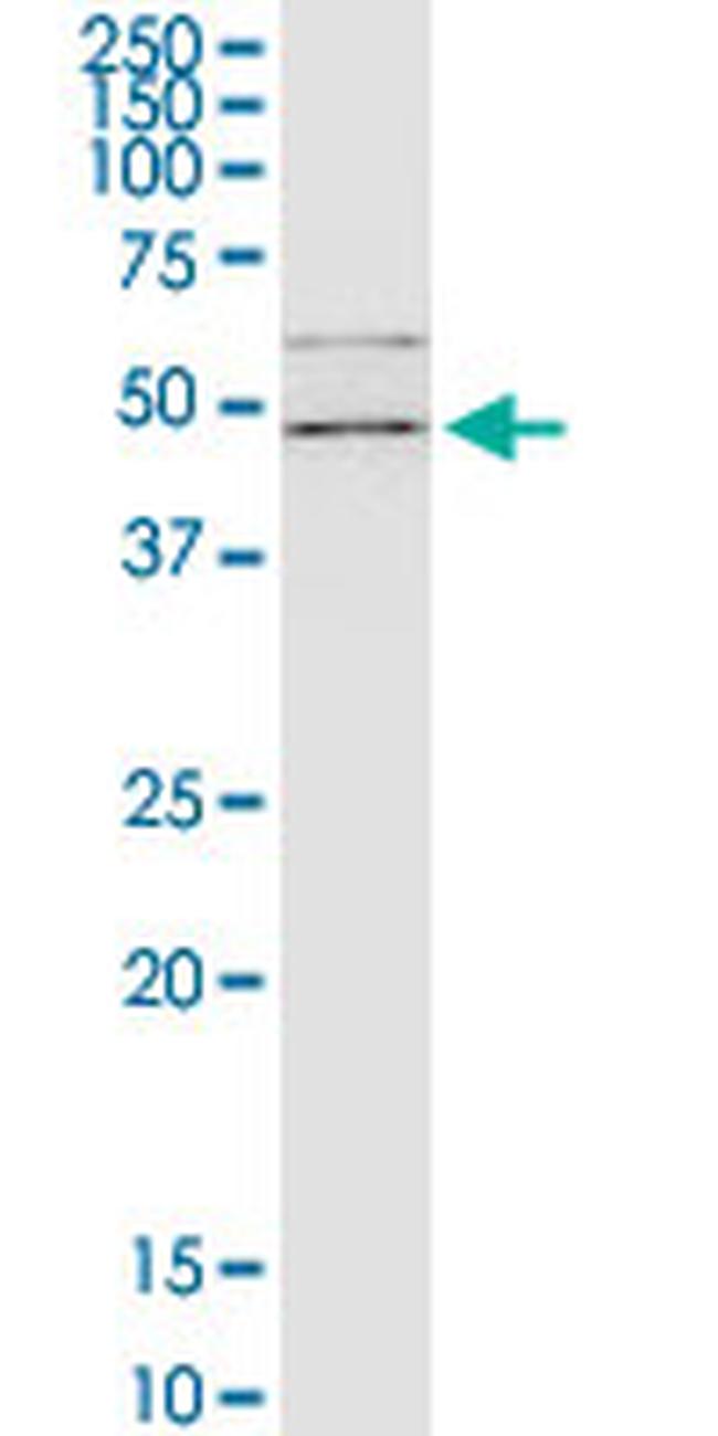 FLOT2 Antibody in Western Blot (WB)