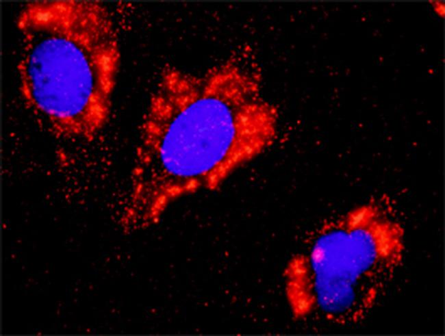 FLT1 Antibody in Proximity Ligation Assay (PLA) (PLA)