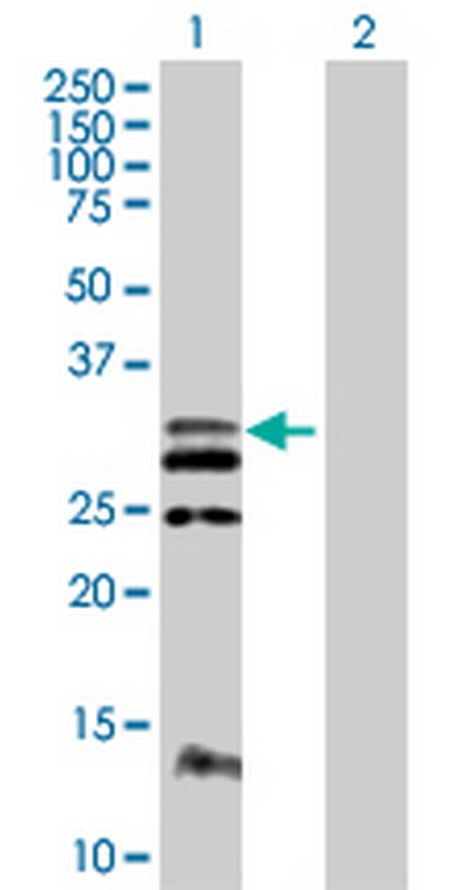 FLT3LG Antibody in Western Blot (WB)