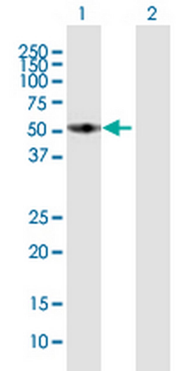 FMO3 Antibody in Western Blot (WB)