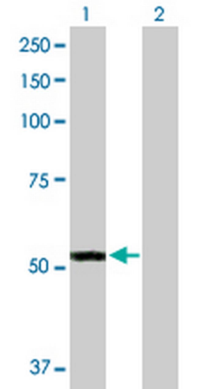 FMO3 Antibody in Western Blot (WB)