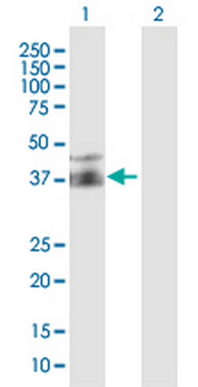 FPR2 Antibody in Western Blot (WB)