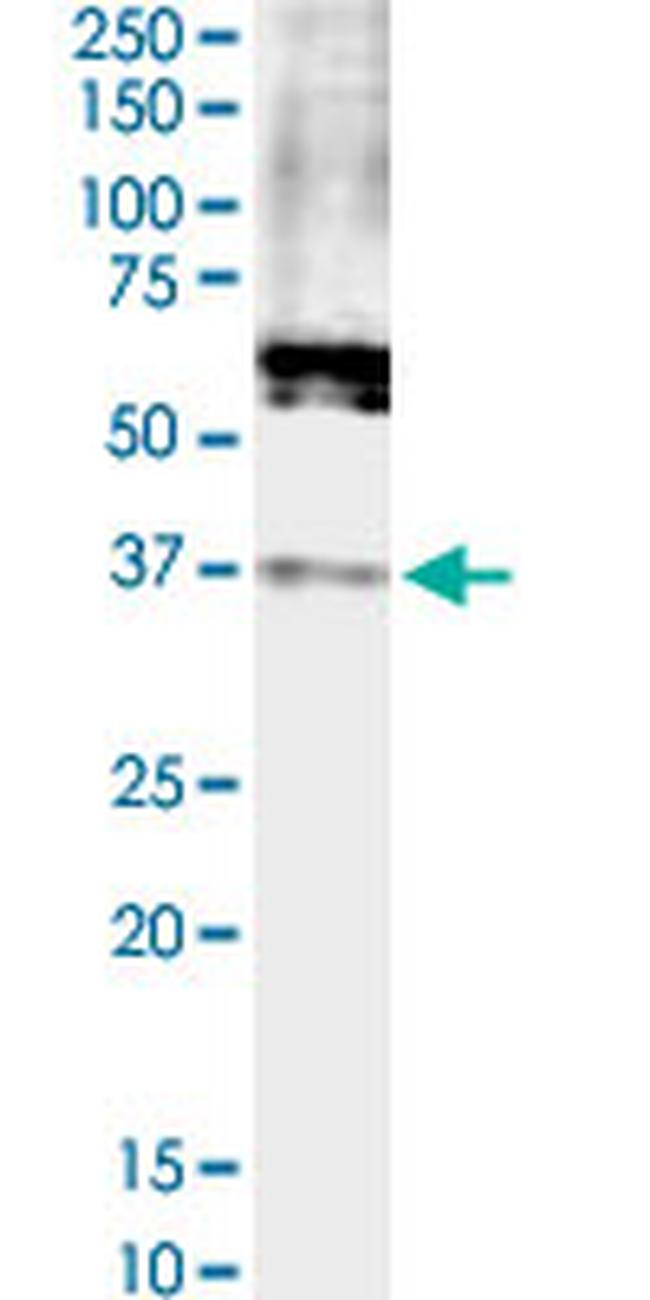 FPR2 Antibody in Western Blot (WB)