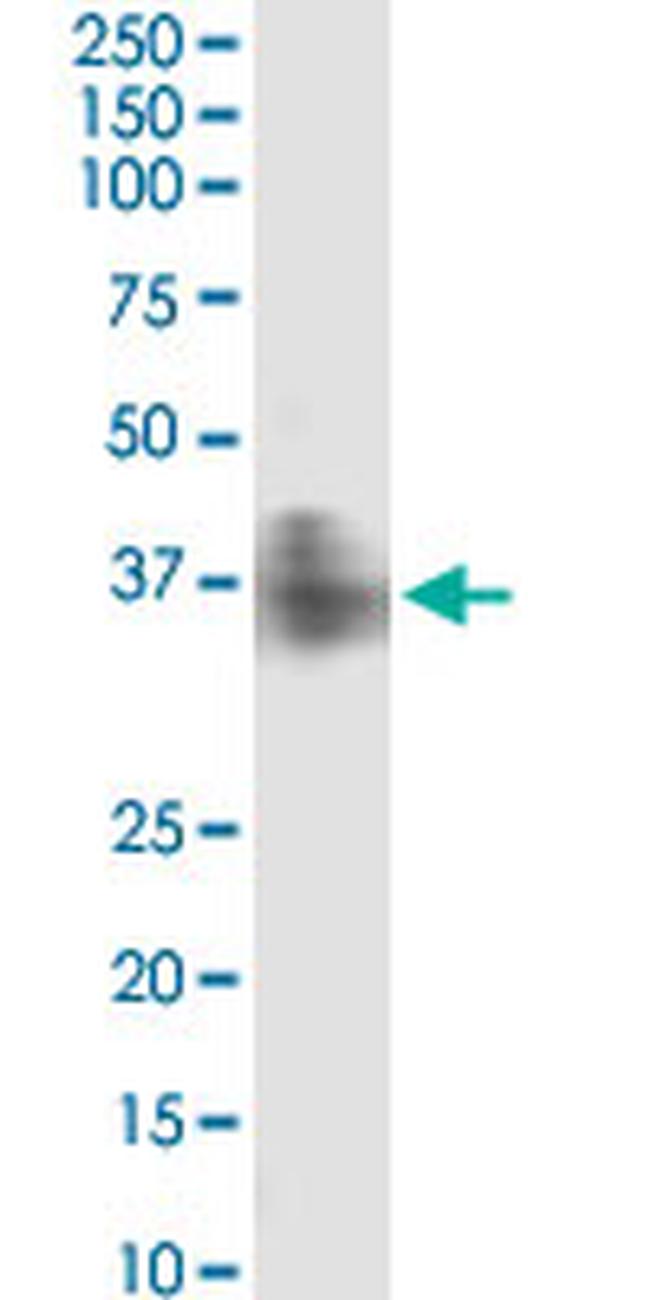 FPR2 Antibody in Western Blot (WB)