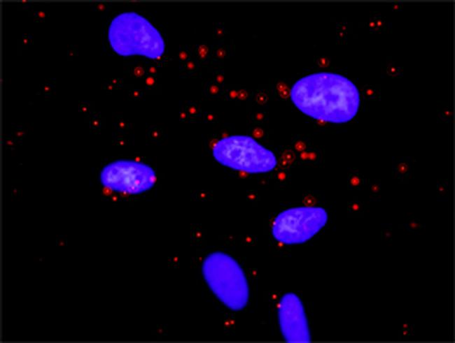 MTOR Antibody in Proximity Ligation Assay (PLA) (PLA)