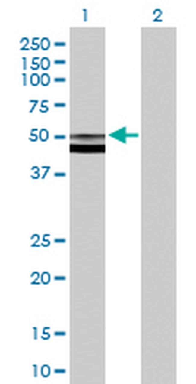 FUCA2 Antibody in Western Blot (WB)