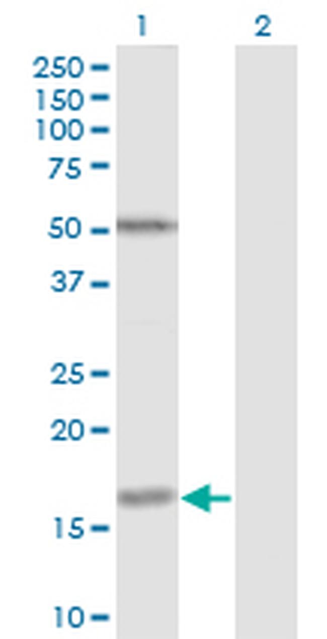 FUT2 Antibody in Western Blot (WB)