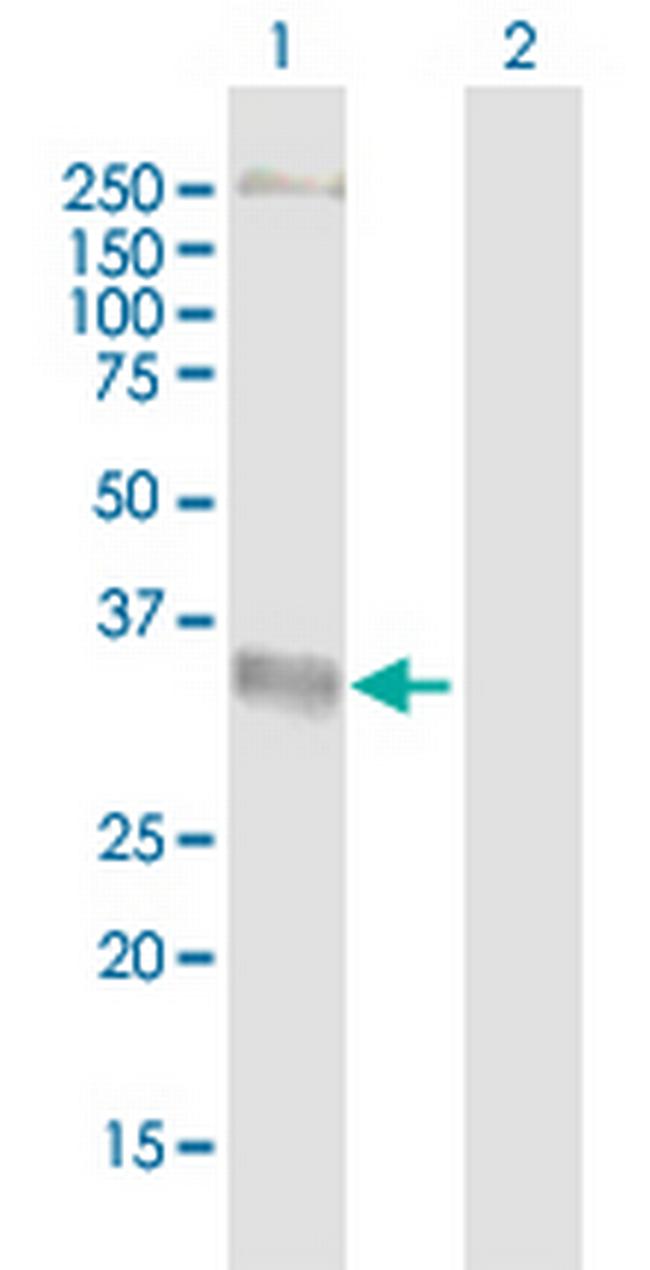 FY Antibody in Western Blot (WB)