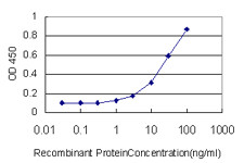 GABPA Antibody in ELISA (ELISA)