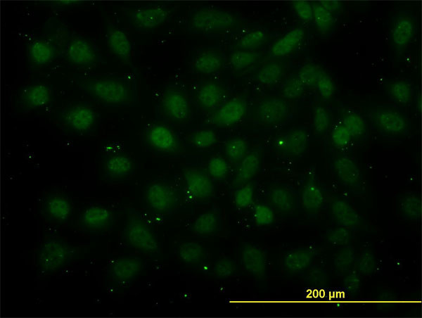 GABPA Antibody in Immunocytochemistry (ICC/IF)