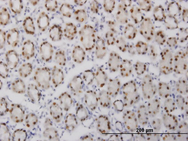 GABPA Antibody in Immunohistochemistry (Paraffin) (IHC (P))