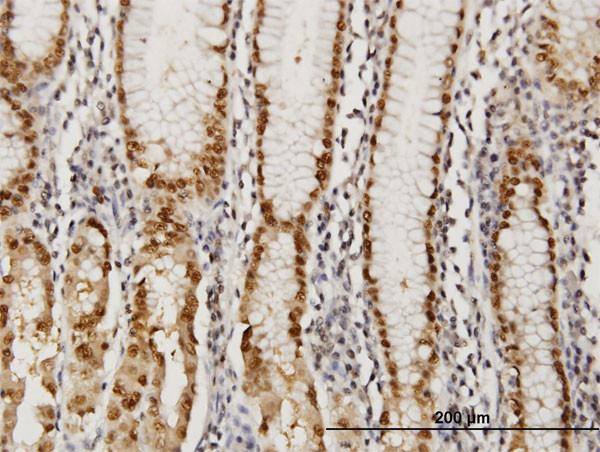 GABPA Antibody in Immunohistochemistry (Paraffin) (IHC (P))